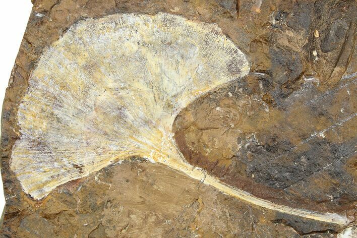 Fossil Ginkgo Leaf From North Dakota - Paleocene #262269